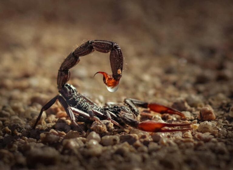 [Bit#12] The Golden Death: Why Scorpion Venom Costs $39 Million Per Gallon