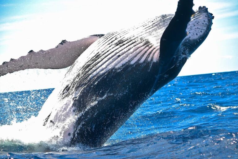 [Bit#45] The Impact of Whales on the Earth