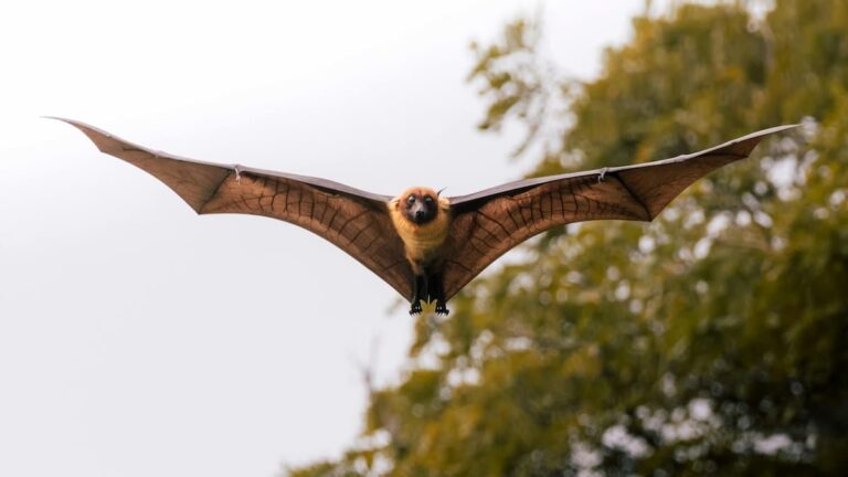 [Bit#40] Bats: Incubators of Viruses and Guardians of the Ecosystem