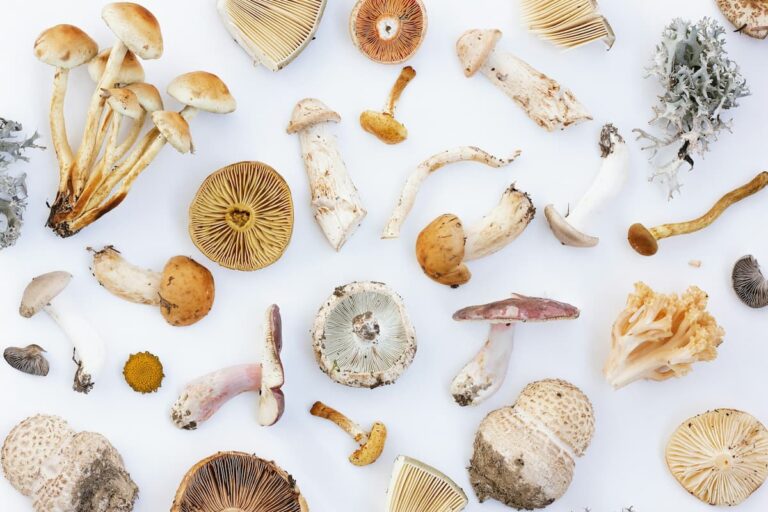[Bit#44] The Bizarre World of Mushrooms