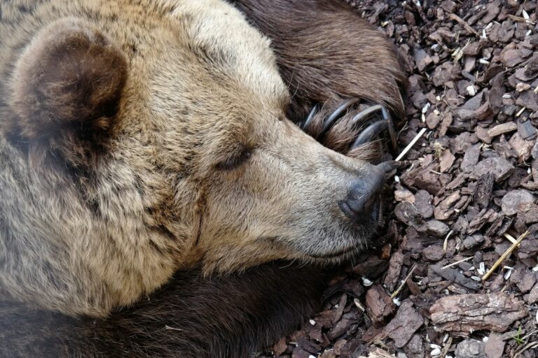 [Bit#39] The Miracle of Hibernation: The Secret of Animals Surviving at Zero Degrees