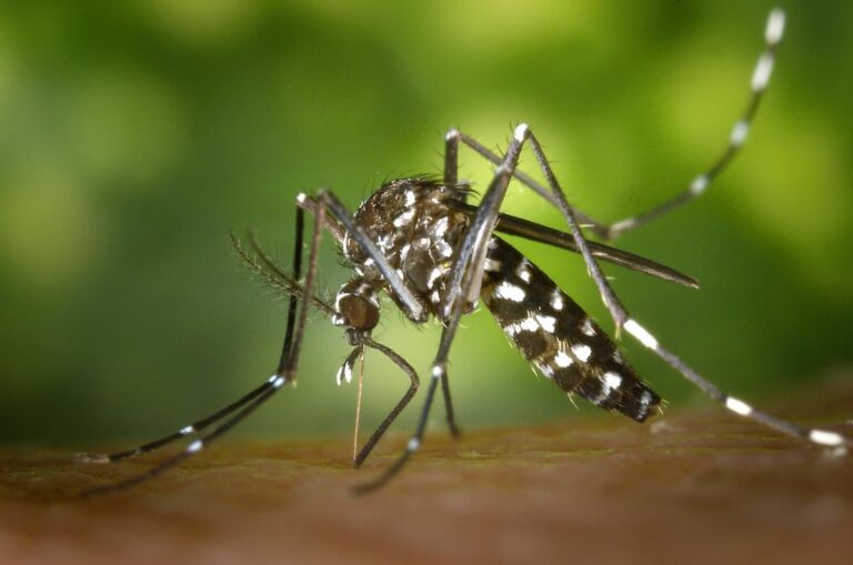 [Bit#26] Mosquito: The World’s Deadliest Assassin or a Savior of Bio-Technology?