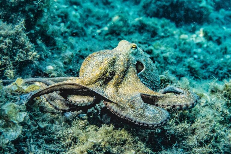 [Bit#36] The Mystery of the Octopus: Secrets of an Alien Highly Intelligent Organism