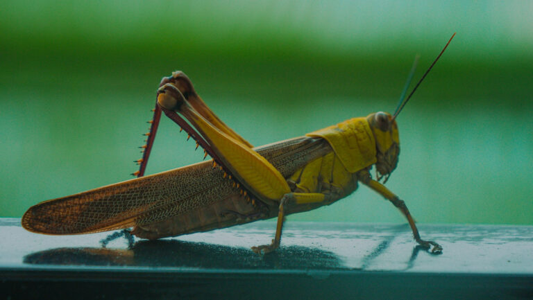 [Bit#51] Locusts: The Time Bomb Transformation of Peaceful Vegetarians
