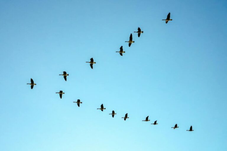 [Bit#55] How Do Animals Find Their Way Home Without Navigation?