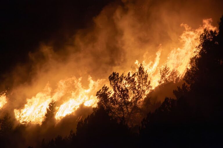 [Bit#57] Wildfires and Ecosystems: The Bio-Mechanism of Destruction and Rebirth