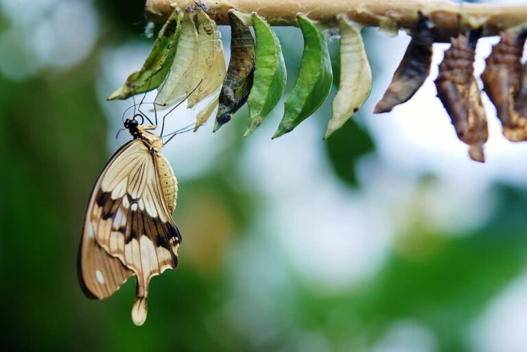 [Bit#60] The Mystery of Insect Metamorphosis: Rebirth Arising from Death