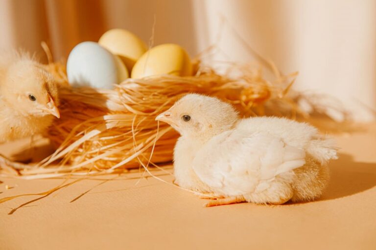 [Bit#63] Why Did Life That Once Hatched From Eggs Choose the Placenta?