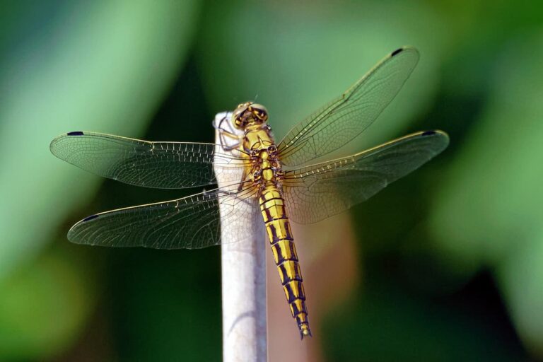 [Bit#78] The Perfect Predator: The 300 Million Years Secret Hidden by Dragonflies