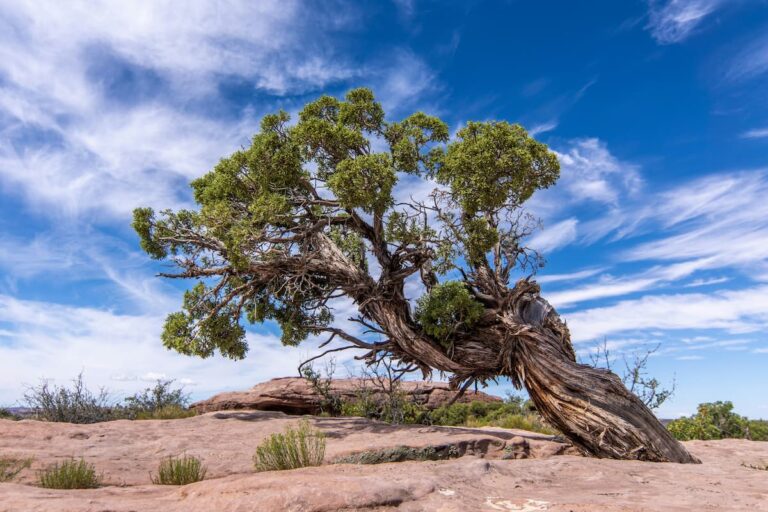 [Bit#69] The Secret to the Longevity of Trees That Endure for Thousands of Years