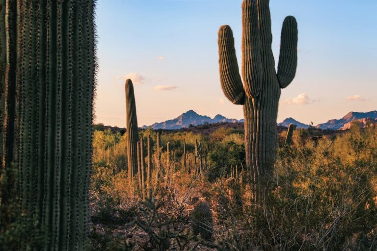 [Bit#107] Extreme Survivors of the Arid Land: The Hidden Scientific Secrets of Cacti