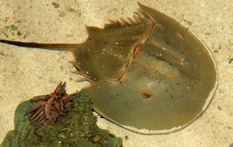 [Bit#97] The Lethal Defense Mechanism of Horseshoe Crab Blue Blood, the Lifesaver of Humanity