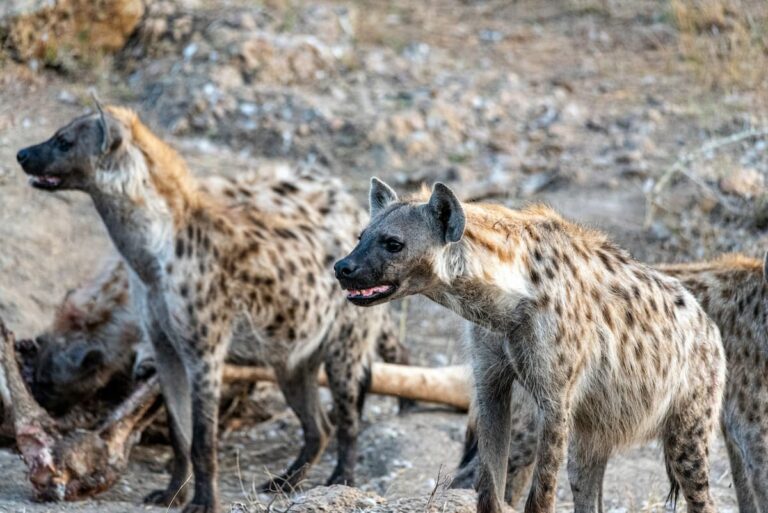 [Bit#106] Hyena: The Ultimate Cleaner of the Ecosystem and Its Survival Mechanism