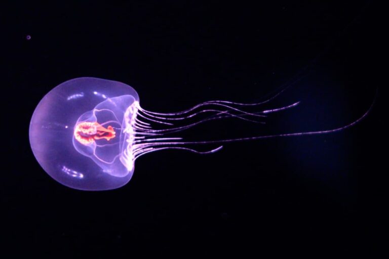 [Bit#91] The Secret of the Immortal Jellyfish’s Rejuvenation