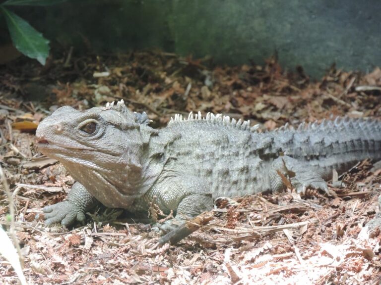 [Bit#100] The Secret of the Tuatara: A Living Dinosaur That Survived 200 Million Years