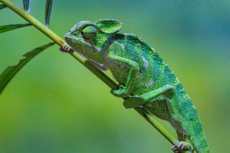 [Bit#86] Chameleon’s Real Secret: Color Change is Not for Camouflage
