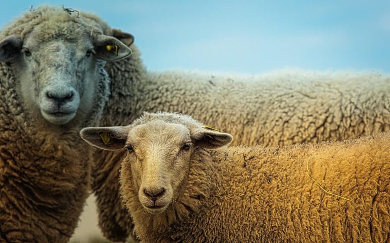 [Bit#93] Dolly’s Legacy and the Hidden Truths of Cloning