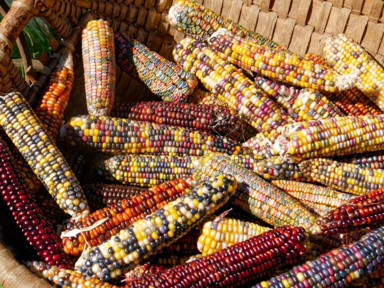 [Bit#83] Genetically Modified Organisms(GMO): Dangerous Monster or Food Savior?