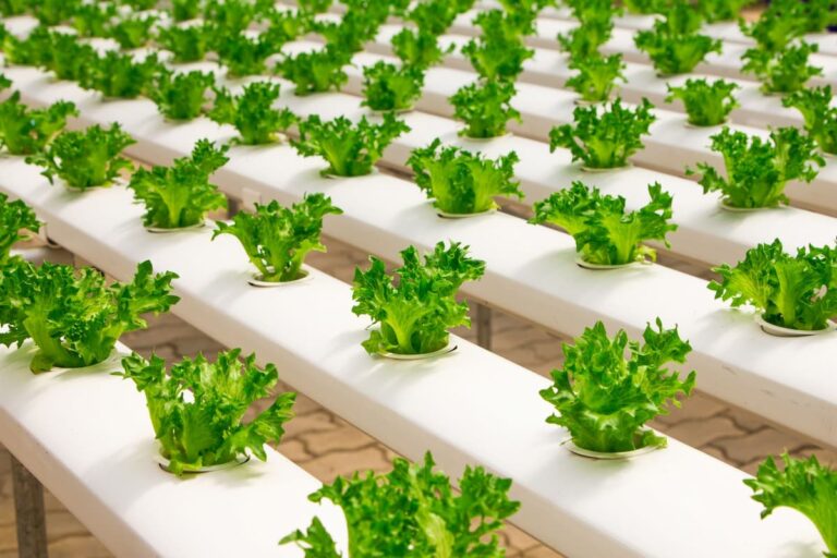 [Bit#118] Hydroponics: The Science of Growing Plants Without Soil
