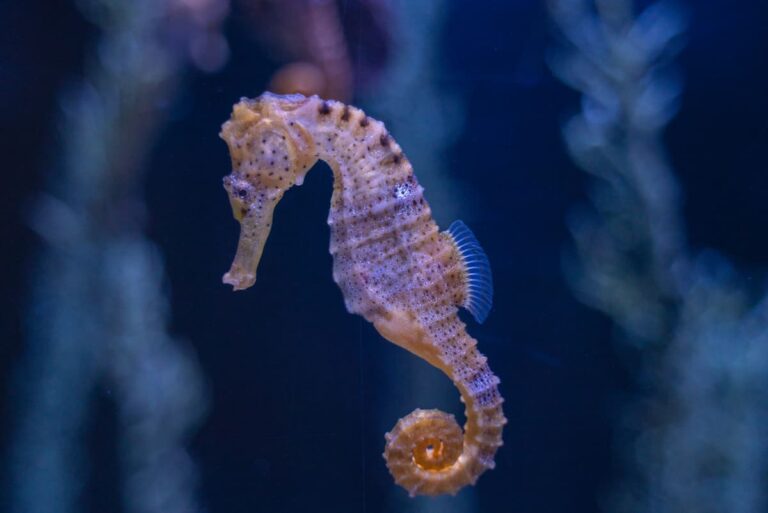 [Bit#115] The Hidden Secrets of Seahorses: Nature’s Most Unusual Marine Creatures