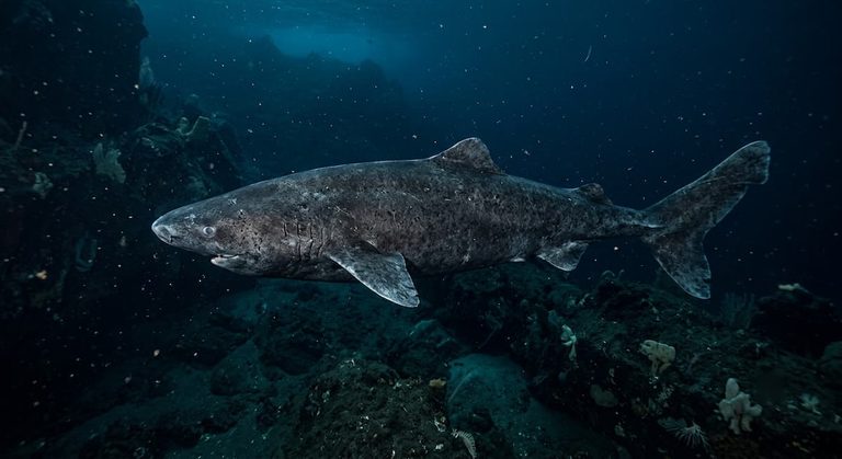 [Bit#161] The Secret of 400 Year Longevity: How Greenland Sharks Rewrote Aging Science