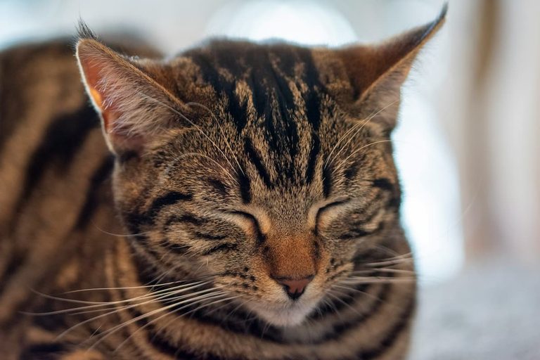 [Bit #152] How Cat Purrs Heal Bones and Tissue