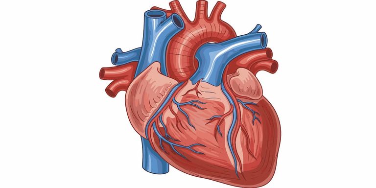 [Bit#167] Why Does the Heart Never Get Tired Even After Beating for a Lifetime?