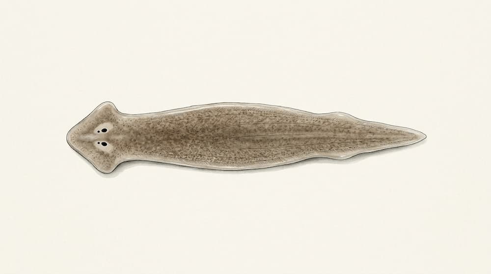 Planarian flatworm showing its flattened body and triangular head, a model organism for regeneration research.