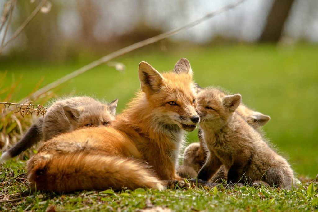 Adult animals with their offspring illustrating reproduction within a species.
