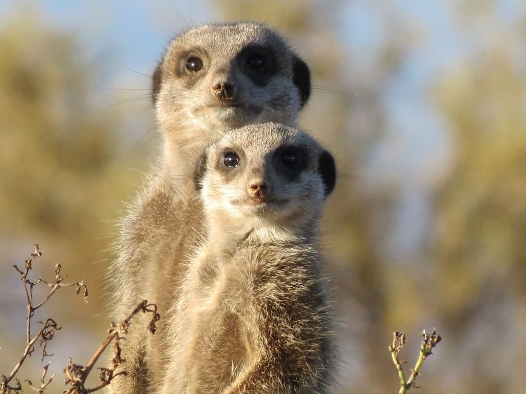 Two meerkats alert in their natural habitat