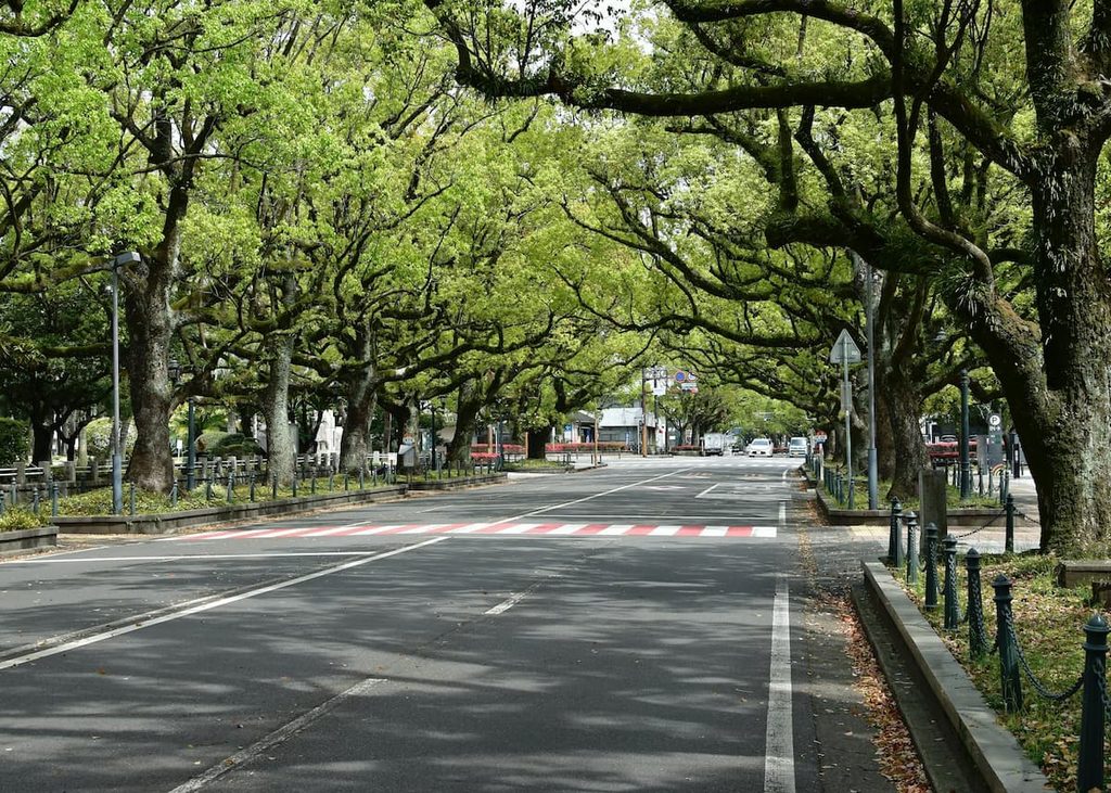 Japan avenue lined with evenly spaced trees of a similar species.