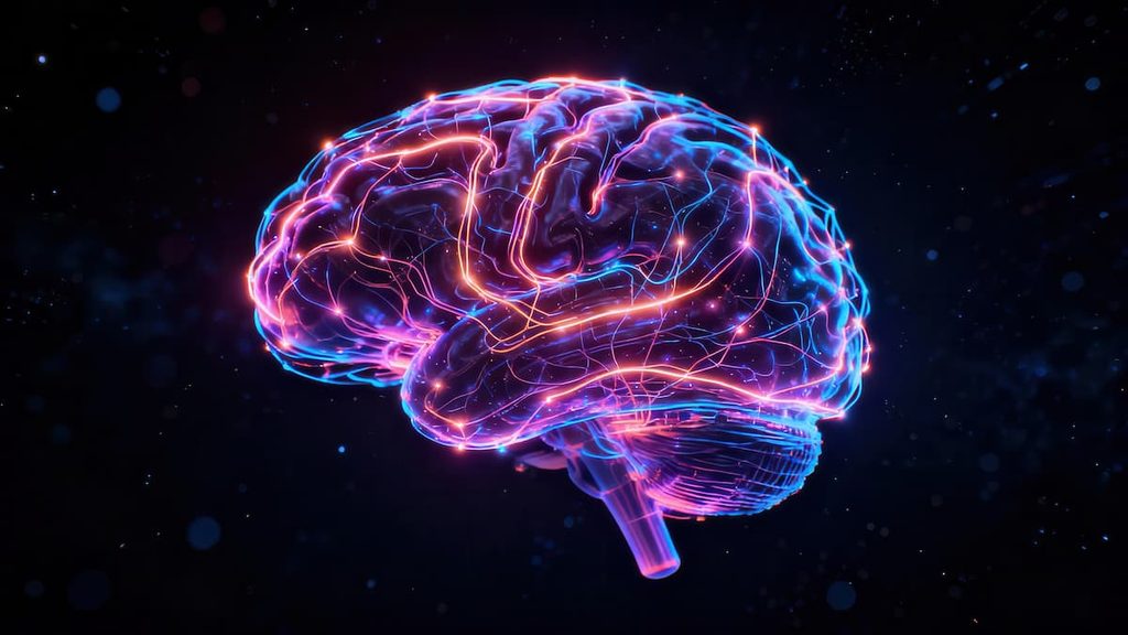 A three-dimensional anatomical view of the human brain.