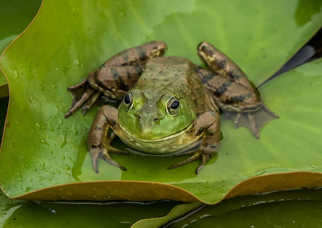 A wild frog representing amphibians threatened by infectious disease