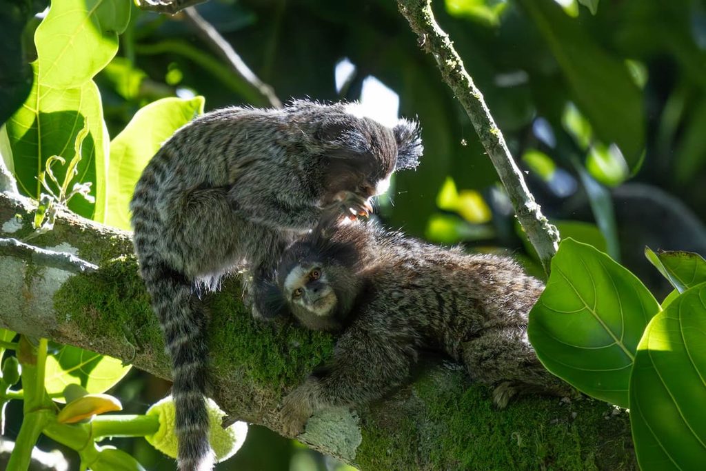 Two common marmosets facing each other