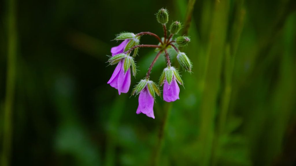 A wildflower growing in a specialized natural habitat