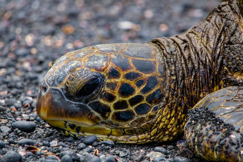 Researchers monitoring a wild turtle as part of a conservation effort