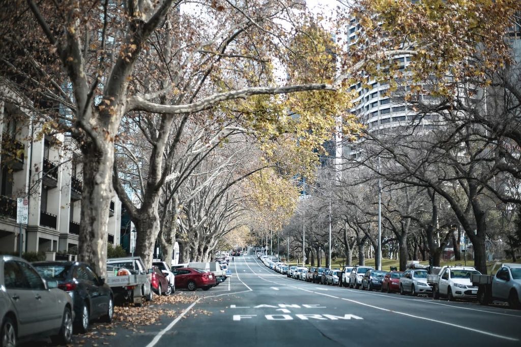 Tree-lined urban street illustrating the role of trees in city landscapes.