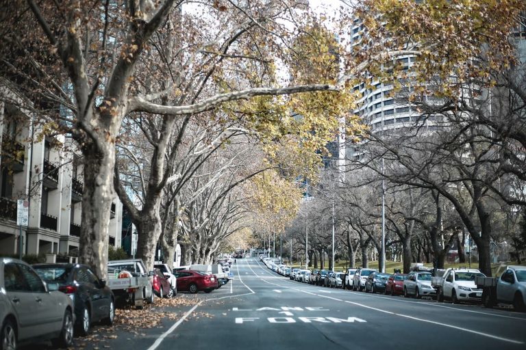 Why Do Different Countries Have Different Street Trees? [Bit#195]