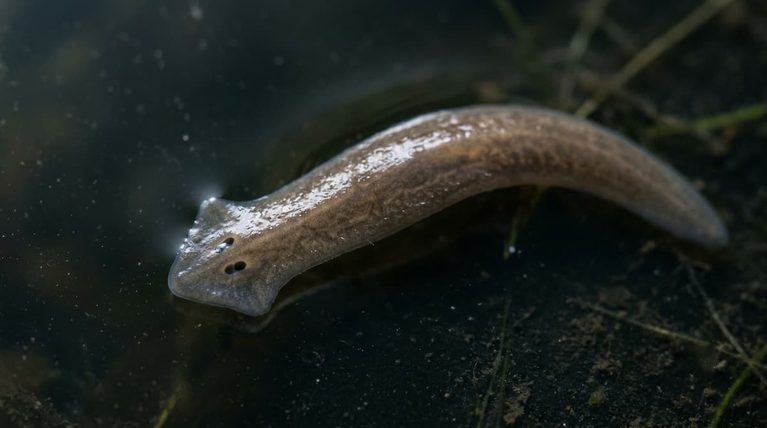 Cut a Planarian, and It Can Regrow Its Body. How? [Bit#178]