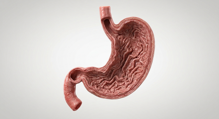 Your Stomach Rebuilds Its Protective Lining Every Few Days [Bit#182]